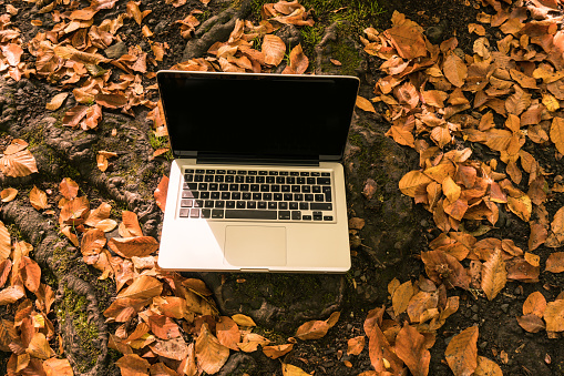 Laptop and autumn leaves