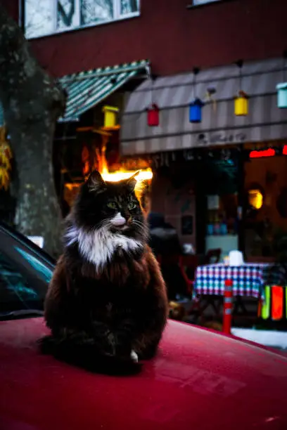You can't imagine Istanbul without cats.