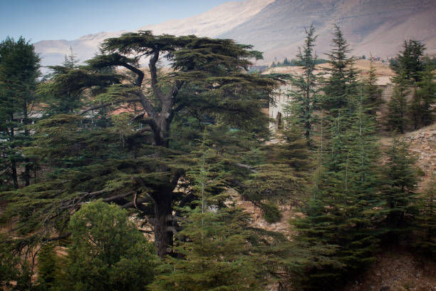 パリ、レバノン杉の森。 - lebanon landscape nature famous place ストックフォトと画像