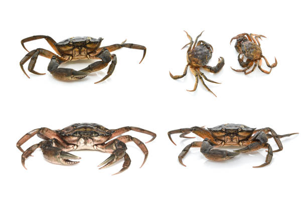Crabs. Black sea crustaceans isolated on white background.