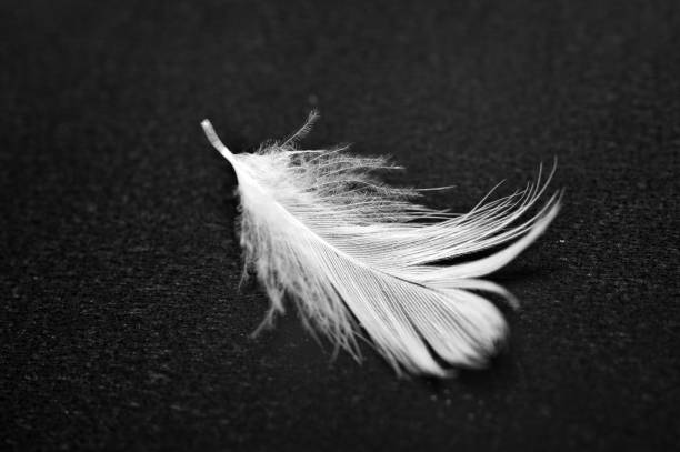 istock White feather on black background. Macro. Conceptual Black and white photo for projects. 1080799040