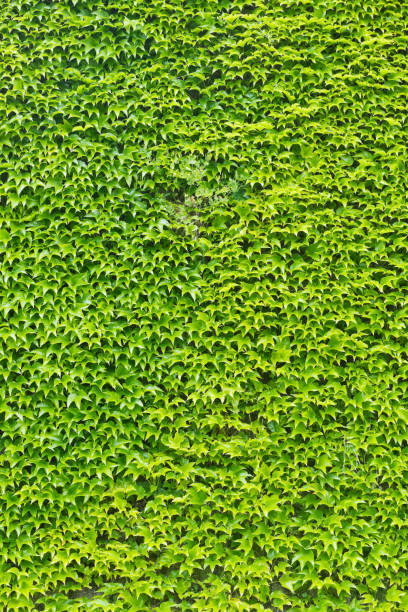 istock Green ivy leaves wall 1080800938