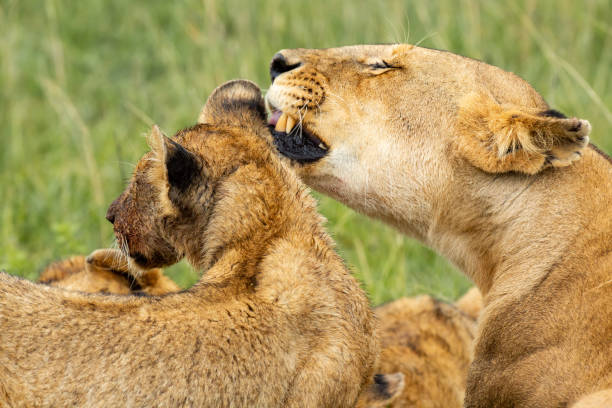 istock Lioness licking the cub 1080801290
