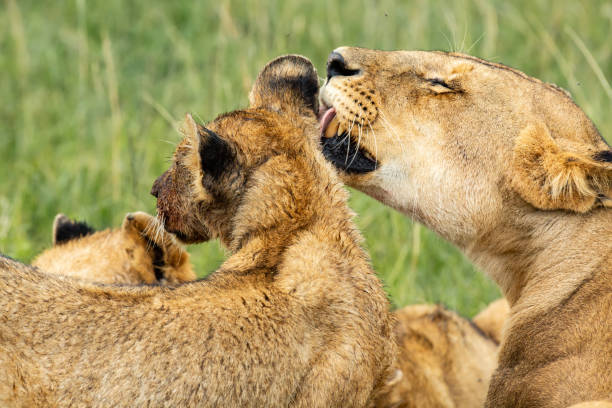 istock Lioness licking the cub 1080801306
