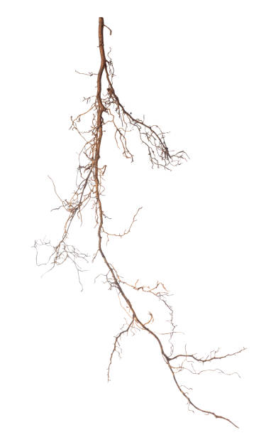 istock beautiful roots of tree is isolated on white background 1080802302