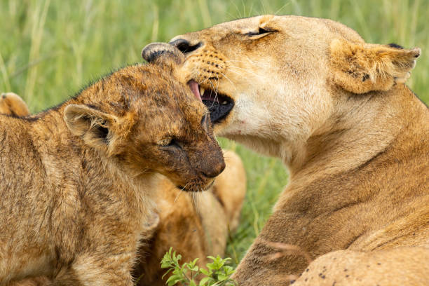 istock Lioness licking the cub 1080802734