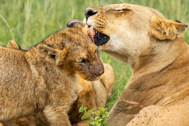 istock Lioness licking the cub 1080802740