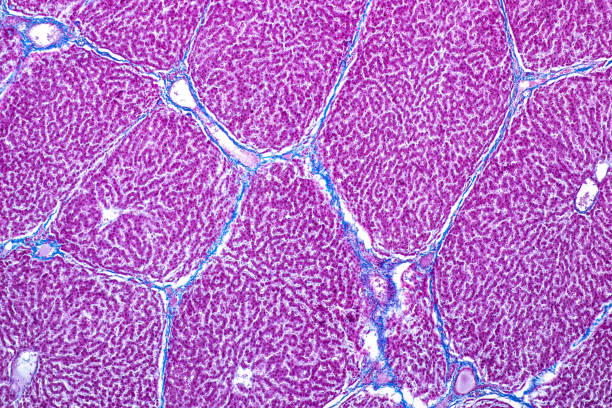 tejido del hígado bajo el microscopio para la educación en fisiología de laboratorio. - laboratory healthcare and medicine cancer drug histology fotografías e imágenes de stock