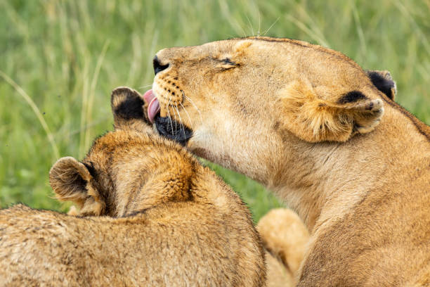 istock Lioness licking the cub 1080803420