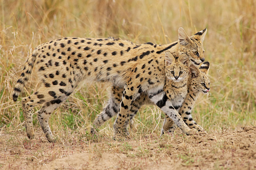 A Serval mother walking with her two kittens. Masai Mara NR