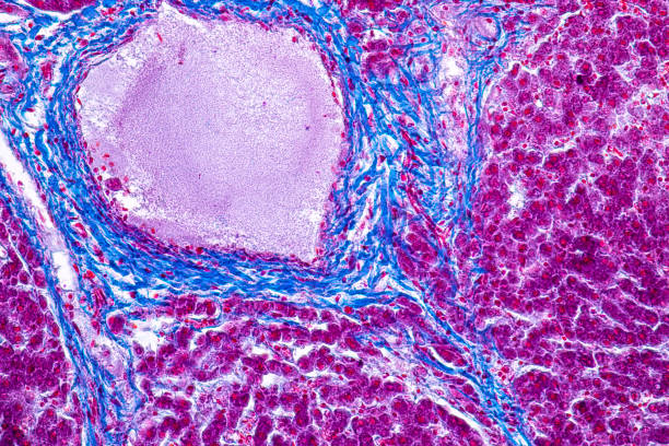 生理学研究所の教育のための顕微鏡下で肝臓の組織。 - human cell cell laboratory animal cell ストックフォトと画像