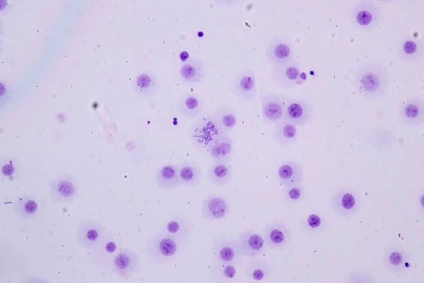 istock Chromosomes Human under the microscope for education in Lab. 1080805304