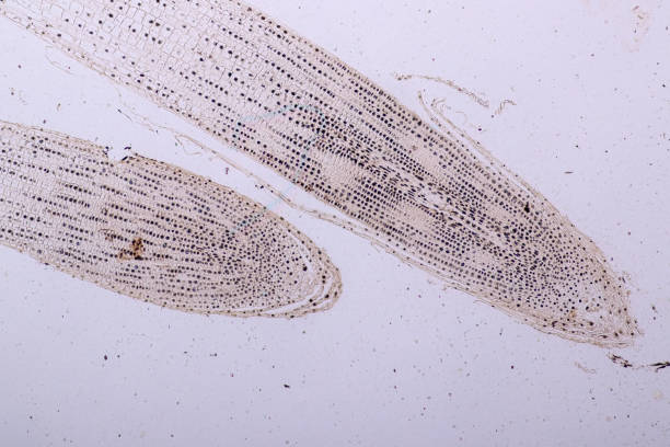 mitosis komórki w końcówce korzenia cebuli pod mikroskopem. - interphase zdjęcia i obrazy z banku zdjęć