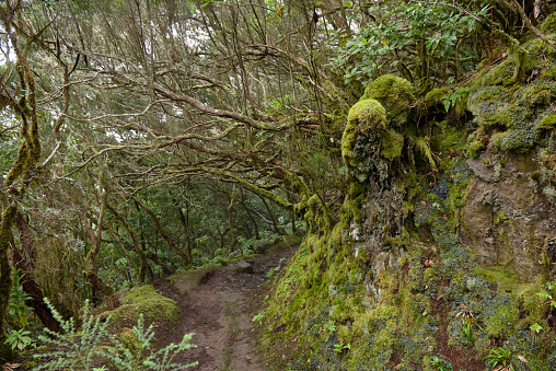 Beautiful forest on a rainy day. Hiking trail. Anaga Village Park - Ancient Forest in Tenerife, Canary Islands.