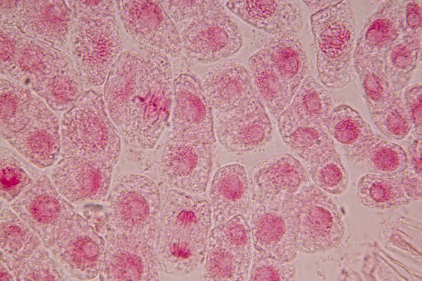 istock Mitosis cell in the Root tip of Onion under a microscope. 1080806292