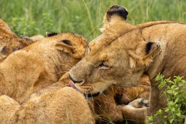 istock Lioness licking the cub 1080806422