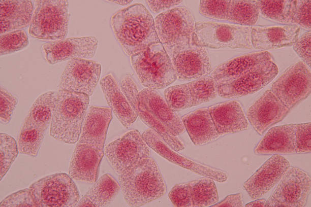 istock Mitosis cell in the Root tip of Onion under a microscope. 1080806832