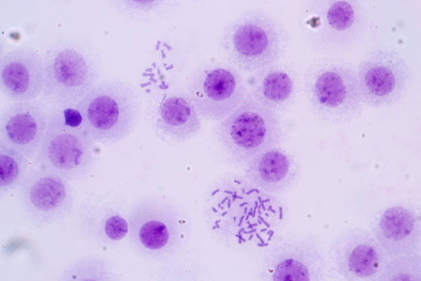 istock Chromosomes Human under the microscope for education in Lab. 1080807462