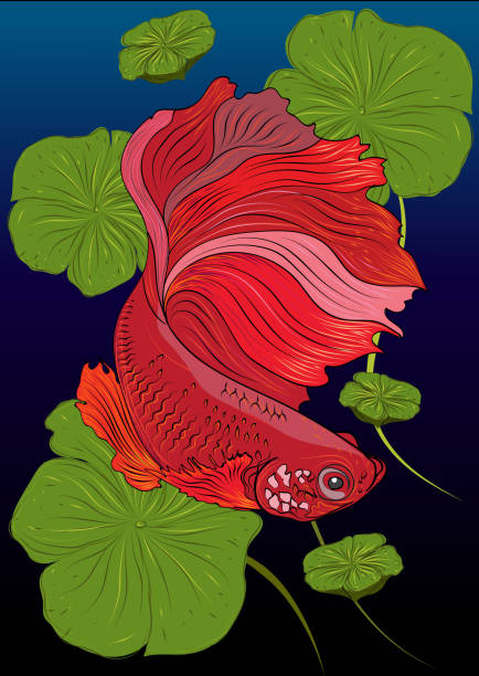 illustrations, cliparts, dessins animés et icônes de couleur de vecteur de dessin de betta sémaphoriques. - fish siamese fighting fish isolated multi colored