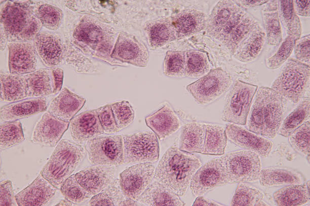 istock Mitosis cell in the Root tip of Onion under a microscope. 1080807612