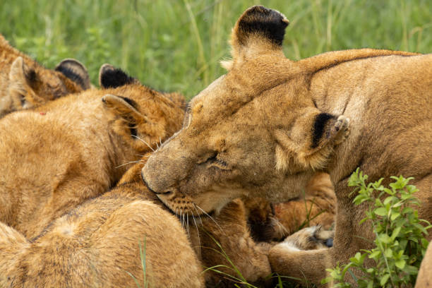 istock Lioness licking the cub 1080807630