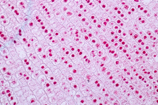 istock Mitosis cell in the Root tip of Onion under a microscope. 1080807890