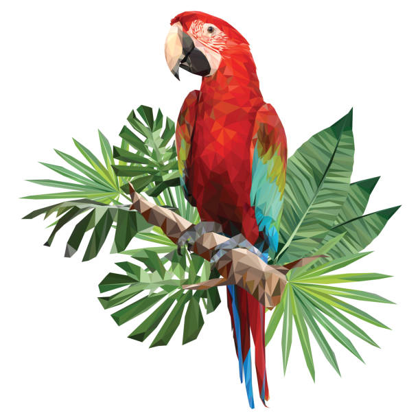 illustrations, cliparts, dessins animés et icônes de illustration polygonale dessin d’ara ailes vertes. - oiseau tropical