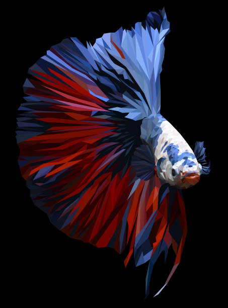 ilustraciones, imágenes clip art, dibujos animados e iconos de stock de polígono de ejemplares de betta. - siamese fighting fish crown tail freshwater space