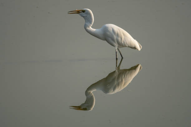 istock white egret, white water bird with reflection in water 1080809204