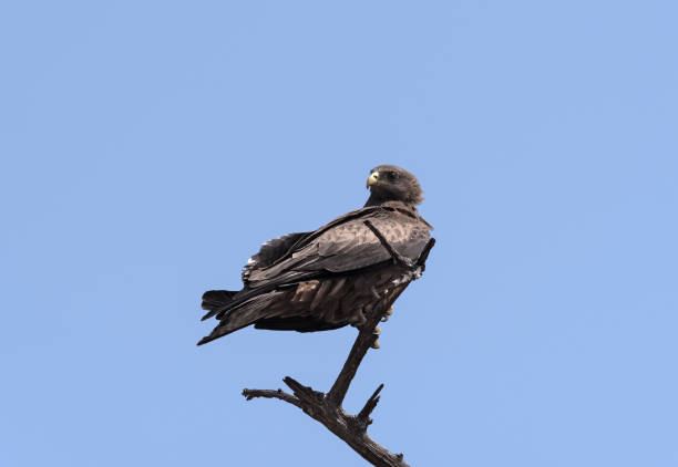 istock A Tawny Eagle on a branch in the Chobe National Park, Botswana 1080813212