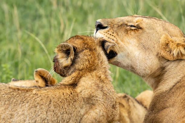 istock Lioness licking the cub 1080817676