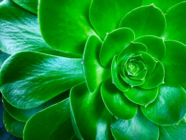 istock Green aloe succulent plant 1080822410
