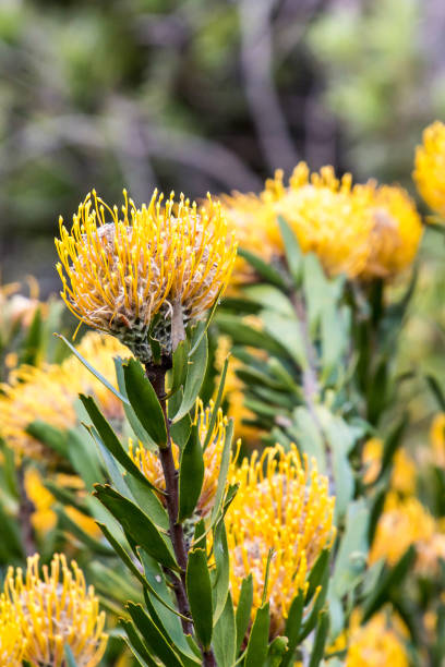 istock Protea bush south africa 1080830796