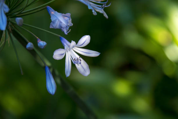 istock Agapanthus  flower africa 1080830920