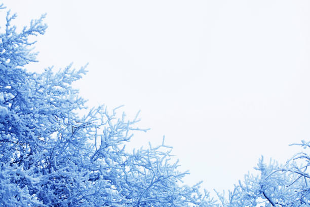 istock Snow covered trees in the winter forest 1080838222