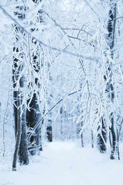 istock Snow covered trees in the winter forest 1080838450