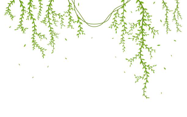 ilustrações, clipart, desenhos animados e ícones de galho de árvore linda com pássaros silhouette fundo para etiqueta de papel de parede - trees hanging