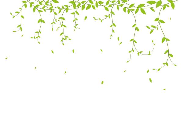 красивая ветка дерева с птицами силуэт фона для обои наклейка - backgrounds ivy leaf green stock illustrations
