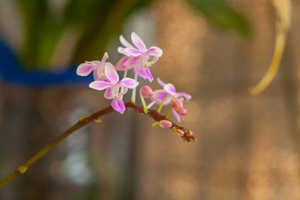 istock Beautiful rare orchid in pot on blurred background 1080846650