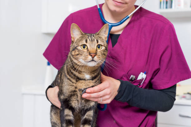 istock Veterinarian doctor examining a cute cat 1080857420