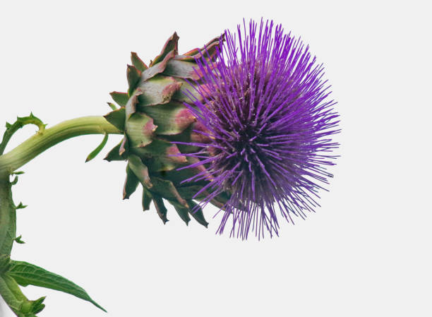 istock purple flower isolated 1080859216
