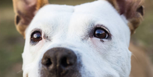 istock Dog eyes looking at you 1080862290