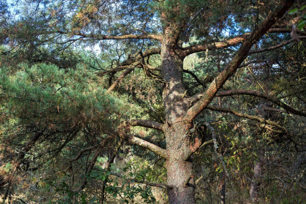 istock Old pine on the Curonian Spit. 1080870694