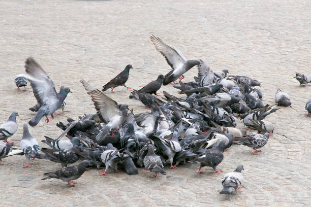 istock Group of pigeons on a cobblestone. 1080870772
