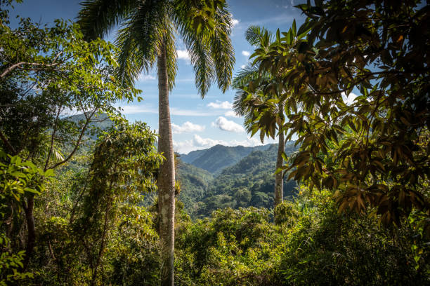 istock Trees in Topes de Collantes view over the Escambray Mountains 1080870930