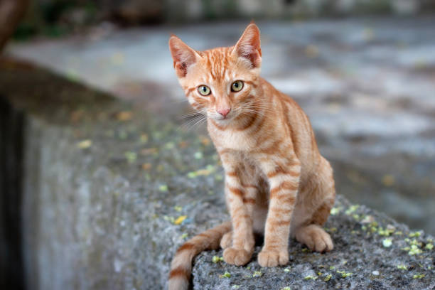 istock Cute ginger kitten in Chalkidiki. Greece. 1080871954