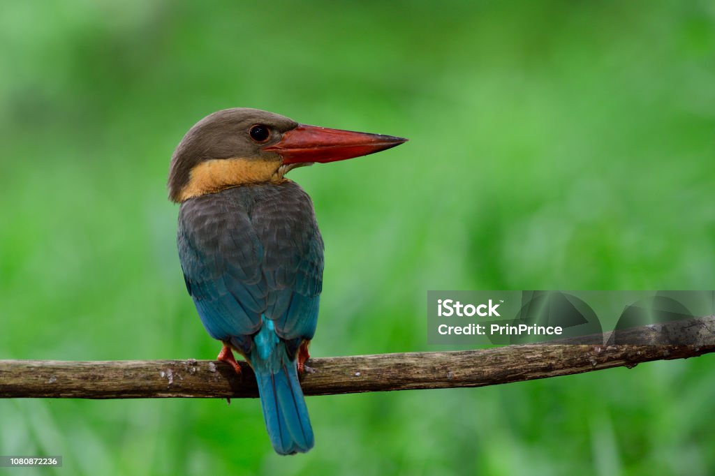 Blue Wings Bird With Red Beaks And Brown Head Perching On Strait Branch  Over Green Grass Background Storkbilled Kingfisher Stock Photo - Download  Image Now - iStock