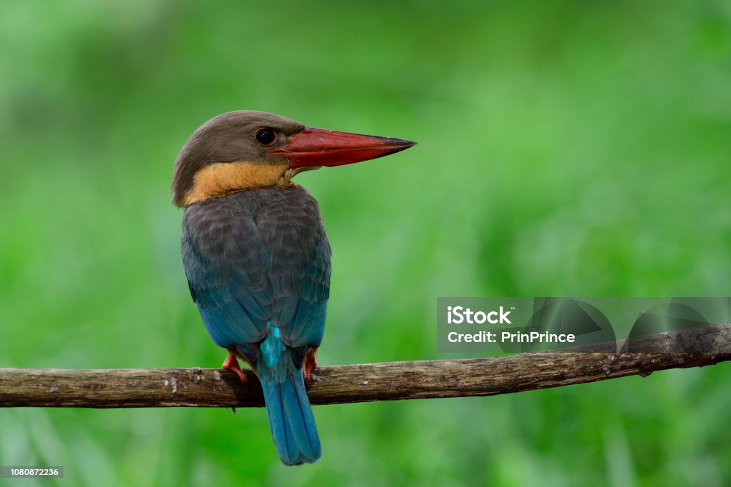 Blue Wings Bird With Red Beaks And Brown Head Perching On Strait Branch Over Green Grass Background Storkbilled Kingfisher Stock Photo - Download Image Now - iStock Blue Wings Bird With Red Beaks And Brown Head Perching On Strait Branch Over Green Grass Background Storkbilled Kingfisher Stock Photo - Download Image Now - iStock