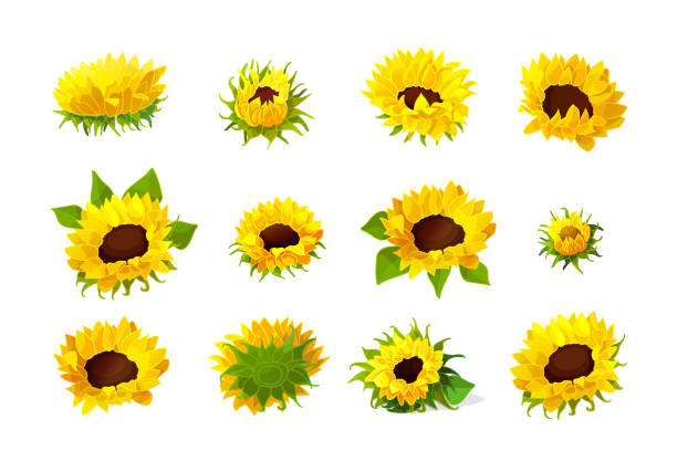 ilustrações de stock, clip art, desenhos animados e ícones de vector sunflower seeds head flower set - sunflower side view yellow flower