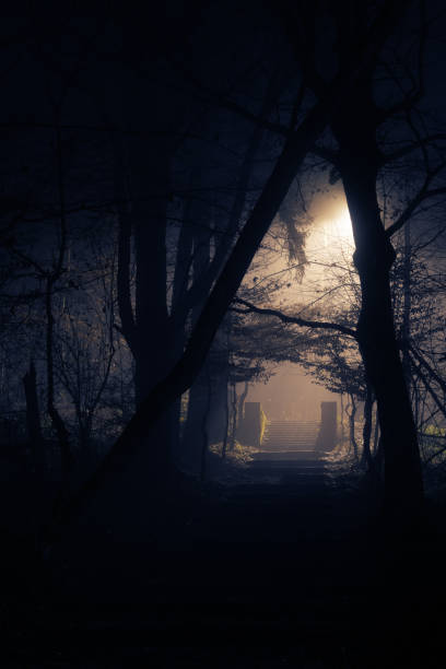 istock Old stony stairs in dense fog at night in forest 1080883250